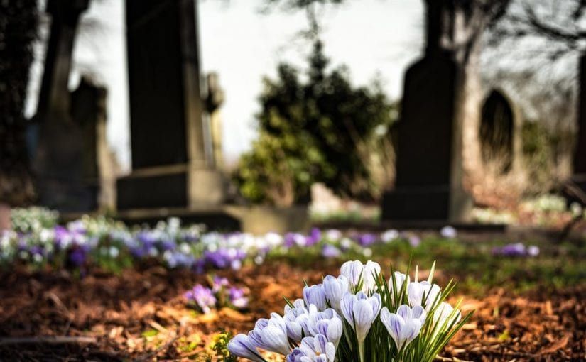 Purple and white crocuses bloom in foreground of a cemetery with gravestones.