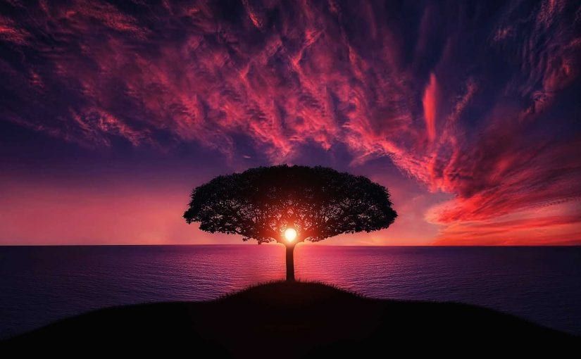 Silhouette of a tree on a hill, sunset with pink and purple sky over the ocean.