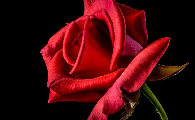 Red rose in full bloom against a black background, green stem.