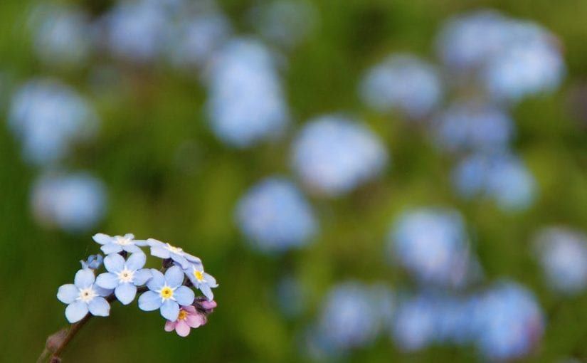 Blue forget-me-not flowers in focus, with blurred blue flowers and green background.