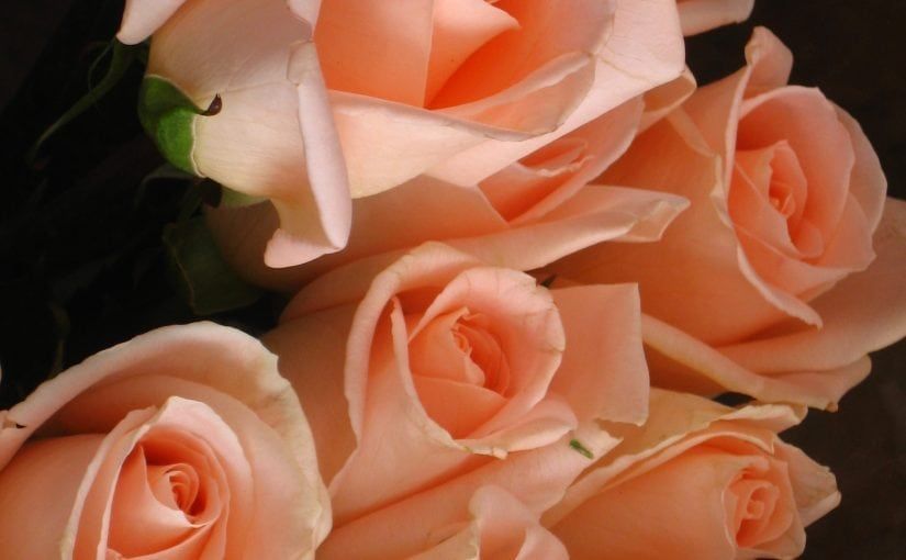 Peach-colored roses in close-up, soft focus with dark background.