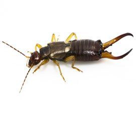 Portland Earwig Control