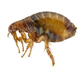 Portland Flea Control