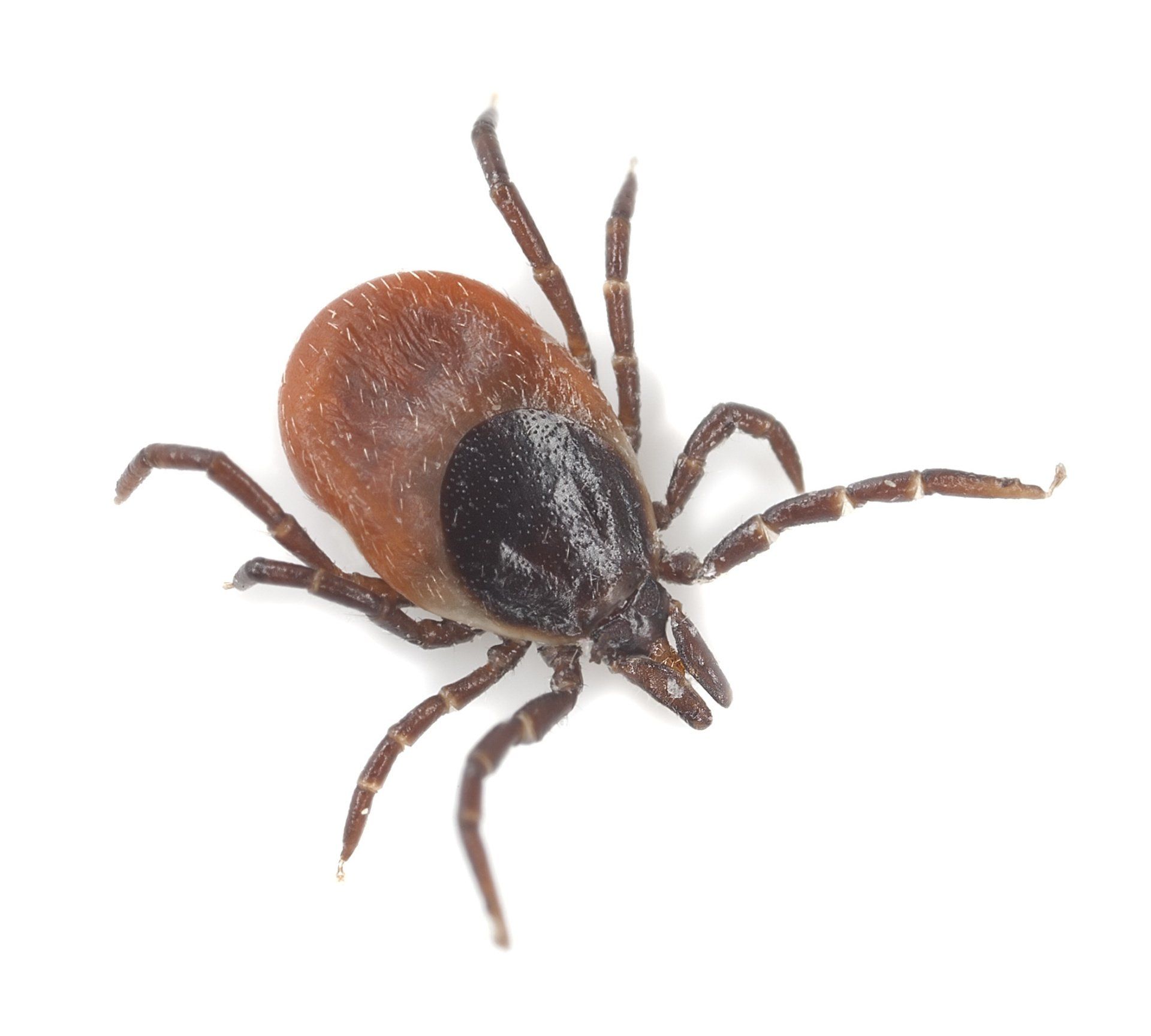 Portland Tick Control