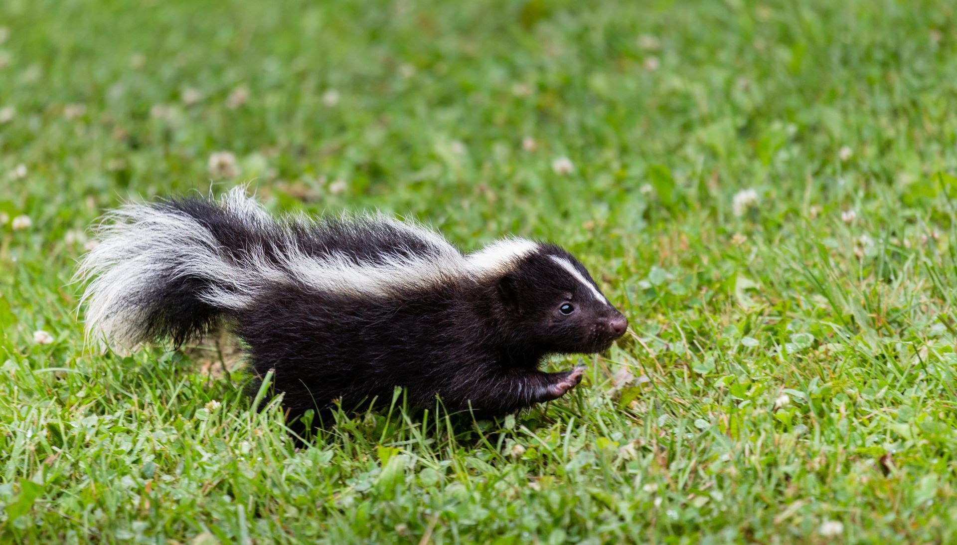 Baby Skunk — Greenville, MI – American Pest Solutions