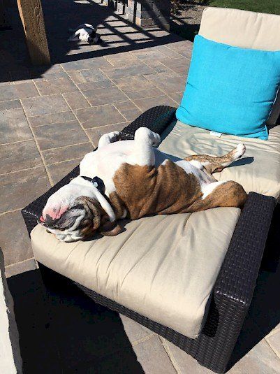 Dog Sitting in Sunlight