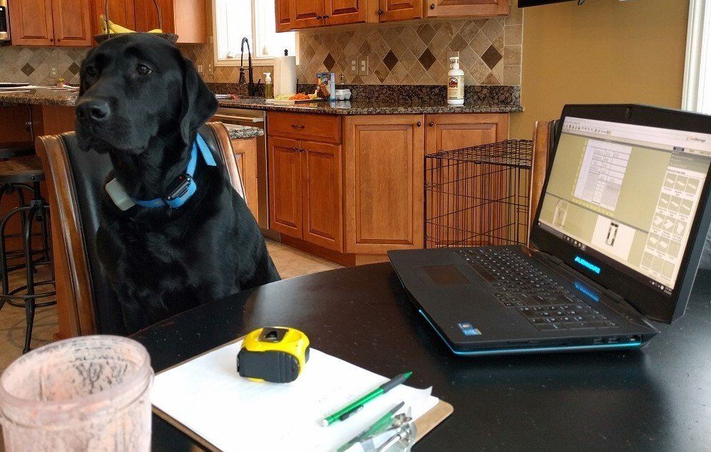 Dog Sitting at a Table