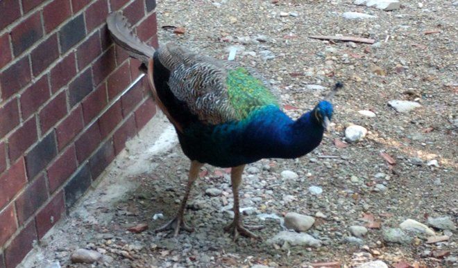 Peacock