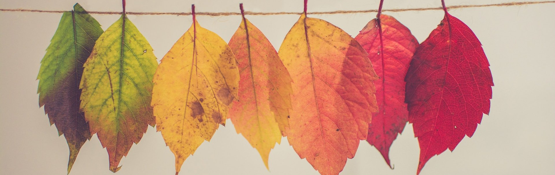 Autumn Leaves