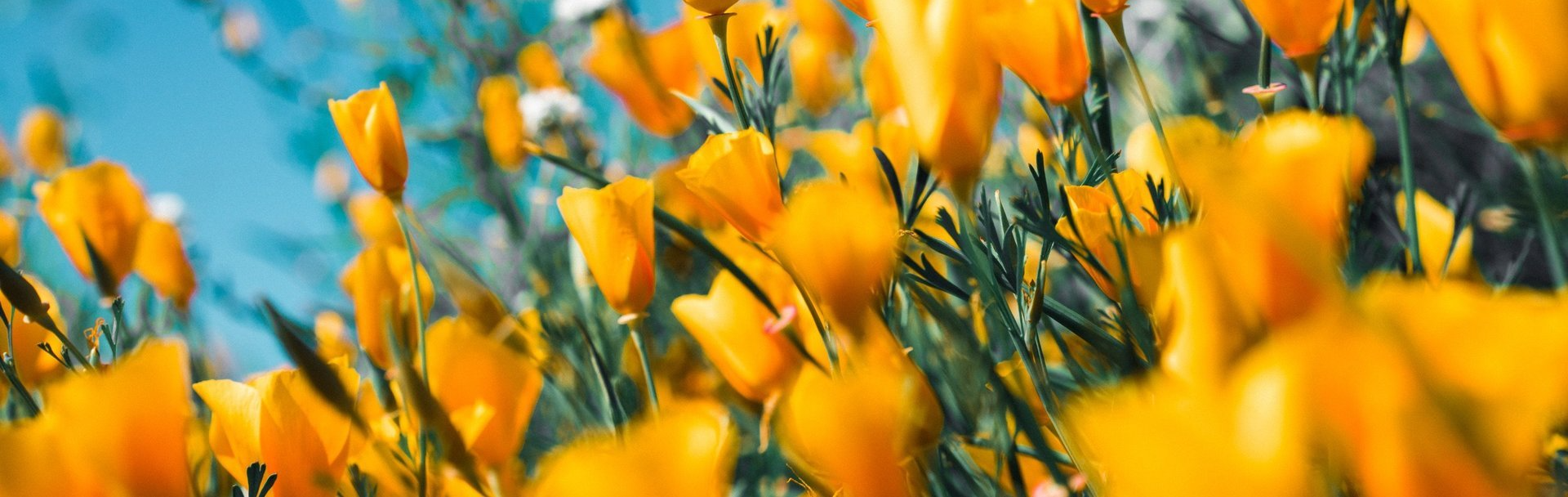 Spring Flowers