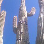 Cacti