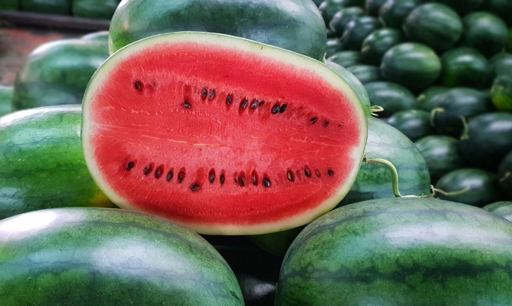 Watermelons For The Festival In Chinchilla