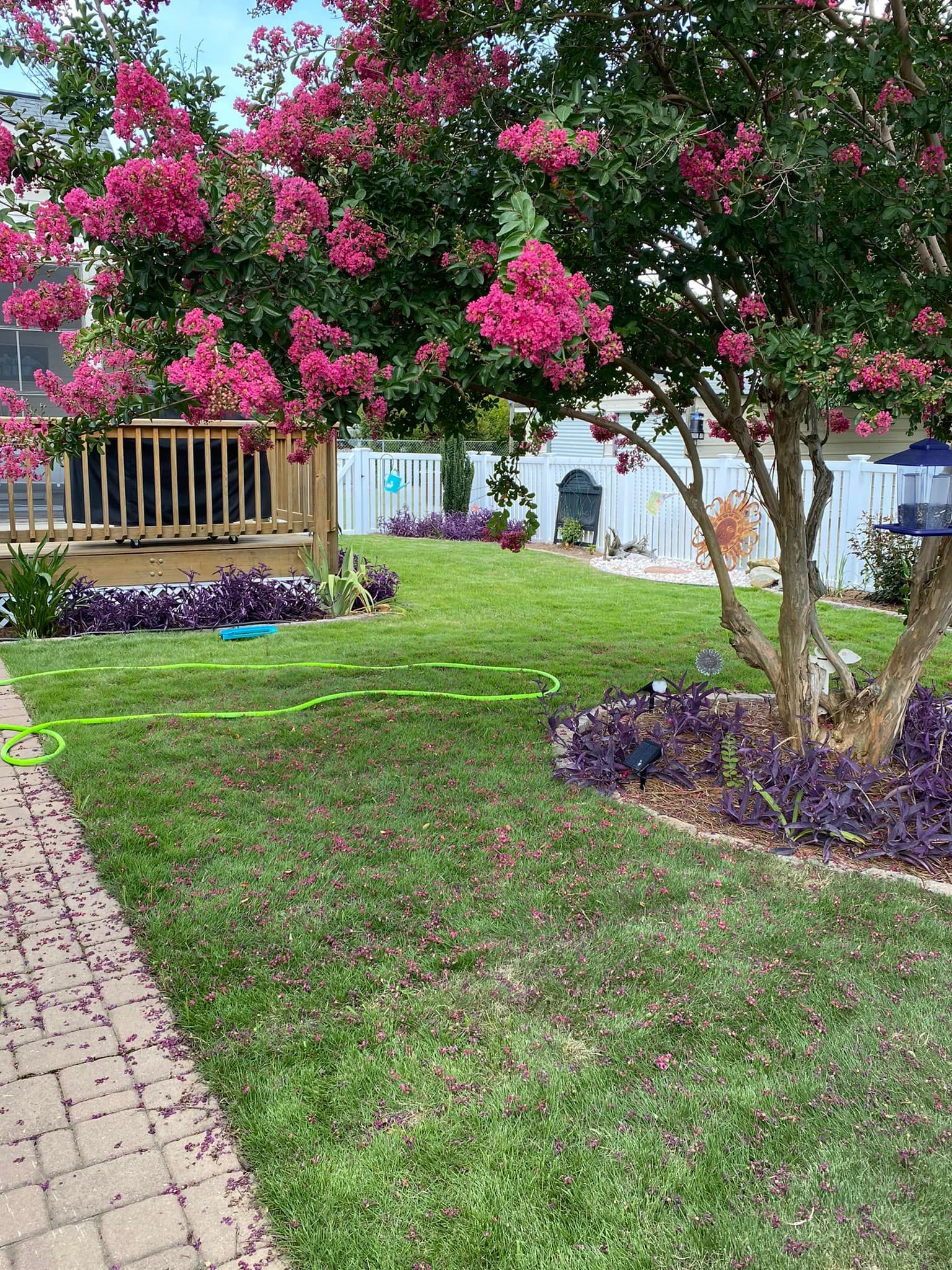A lawn with a tree and a hose in the middle of it.
