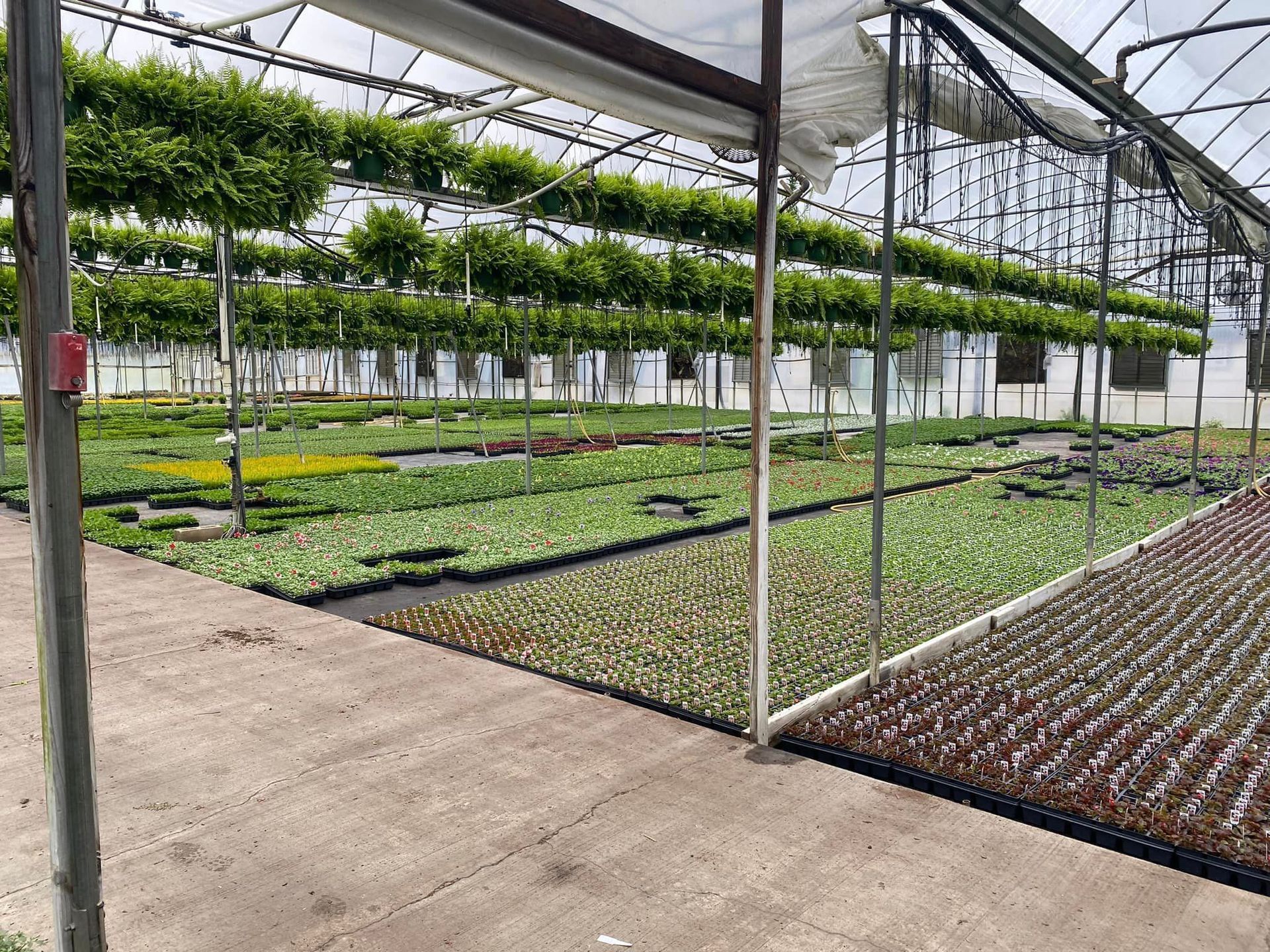 A greenhouse filled with lots of plants and hanging baskets.