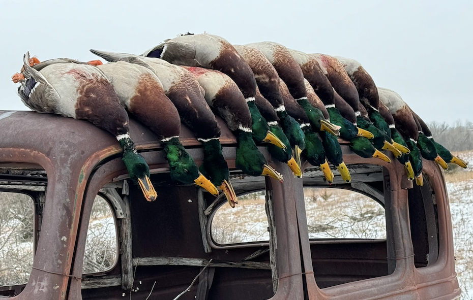 Mallard ducks lined up on a log near a body of water and trees on an overcast day.