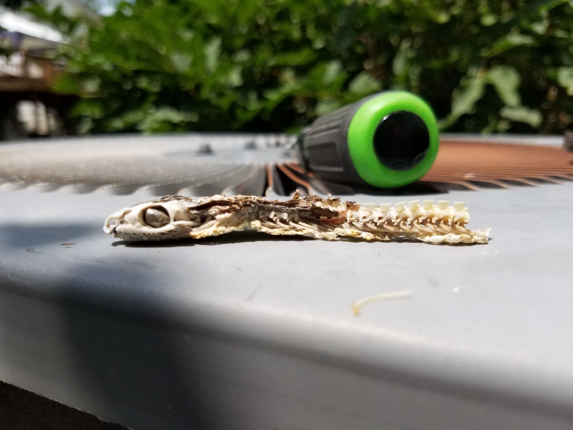 Close-up of a small lizard on a gray surface, with a green-and-black object blurred in the background.