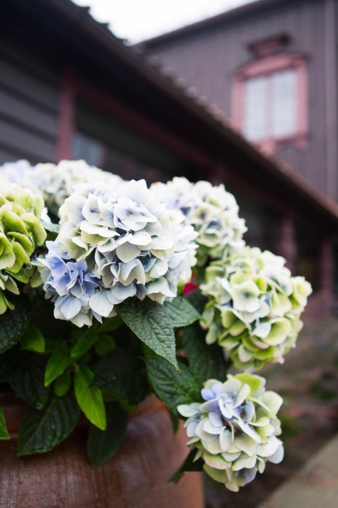 Nærbilde av en blomsterbukett utenfor Gjestestuene