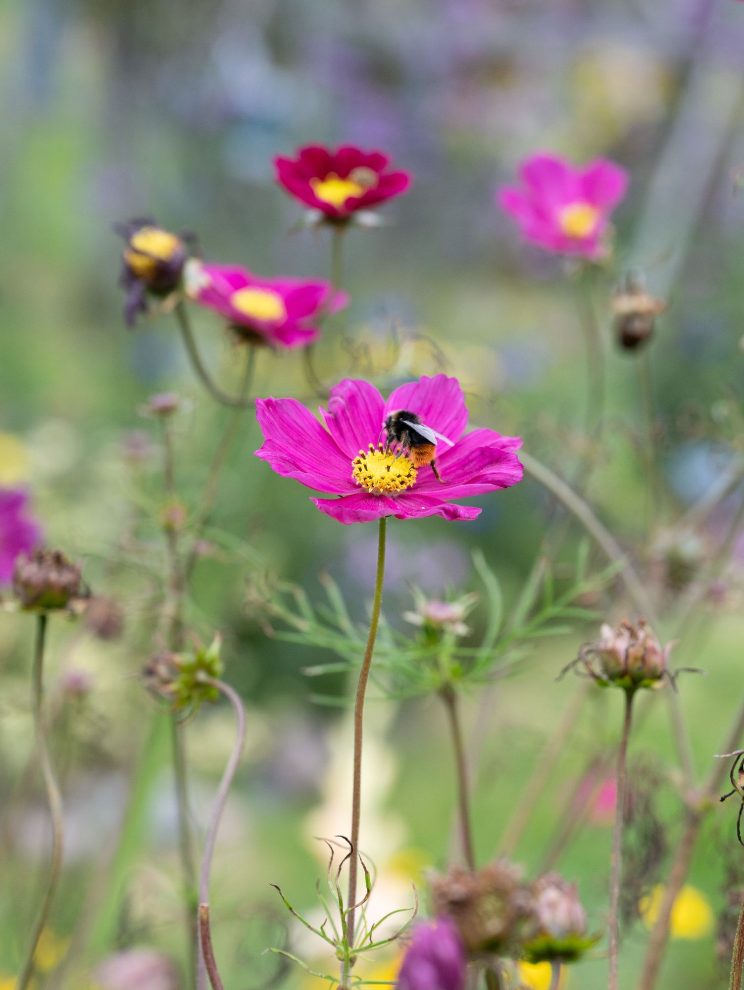 Rosa markblomster med bier i en mykfokusert eng