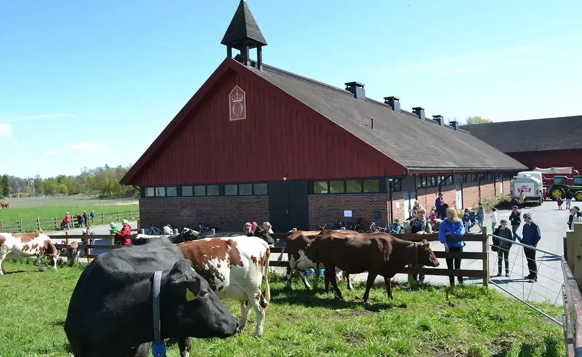 Kyr beiter på et inngjerdet jorde foran en rød bygning i låvestil med et kirketårn og en grusvei med folk.