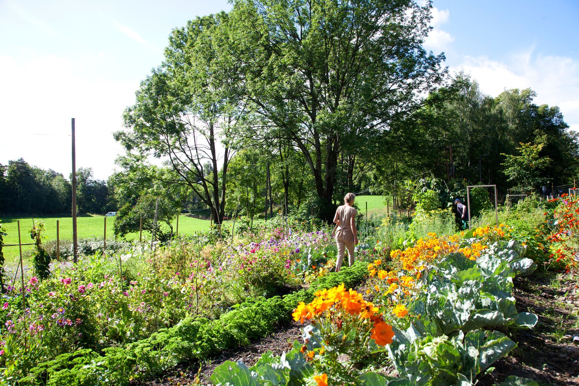 En solfylt hage med livlige oransje ringblomster i forgrunnen og en person som går gjennom frodige rader med forskjellige planter.
