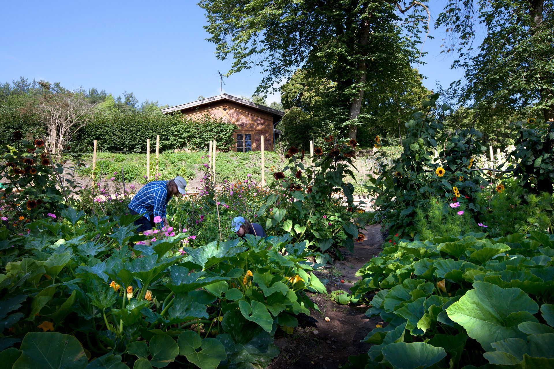 To personer steller en fargerik hage fylt med frodige, grønne planter, blomster og en liten murbygning i bakgrunnen.