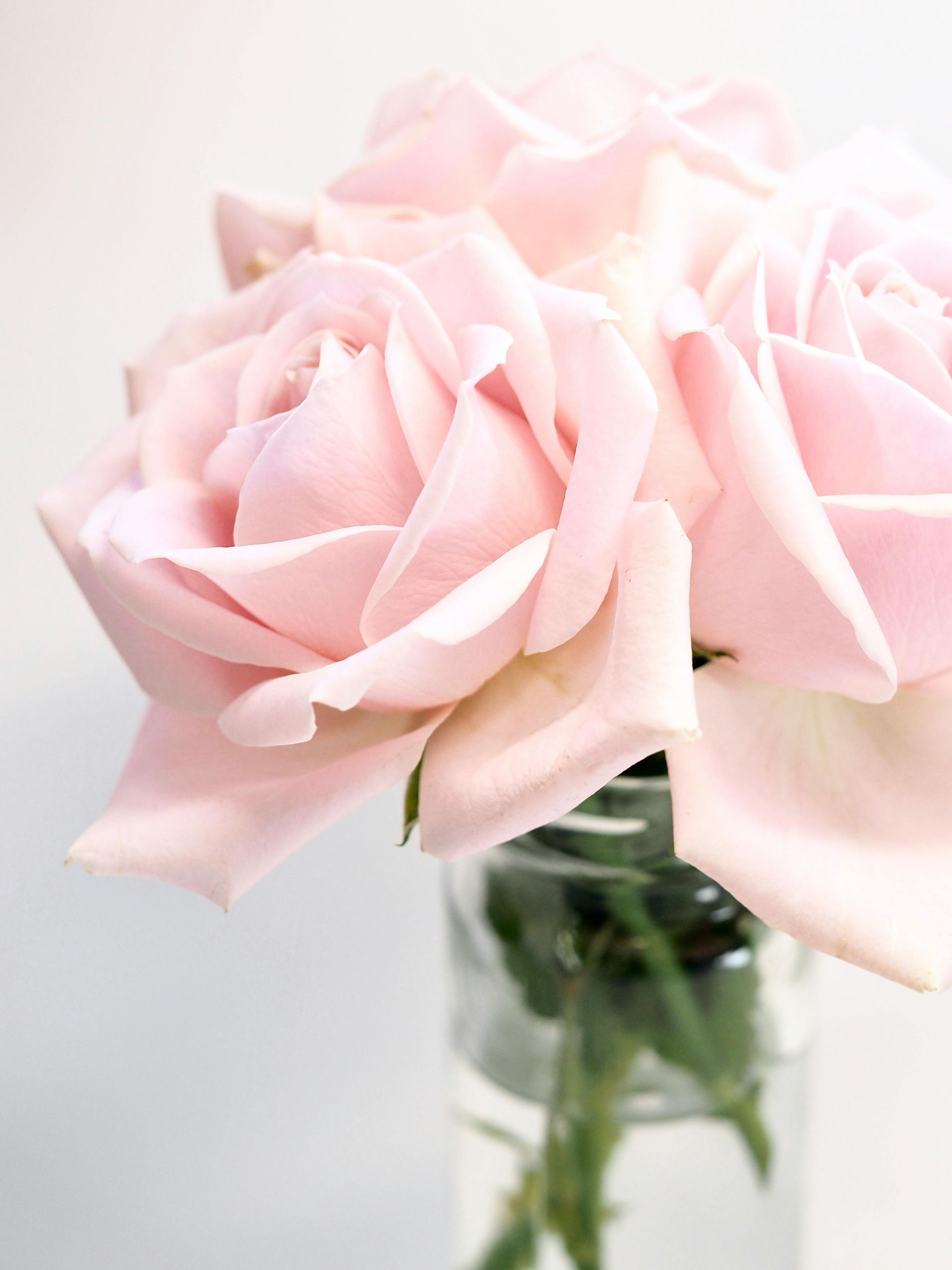 Rosa roser i en klar glassvase mot en hvit bakgrunn.