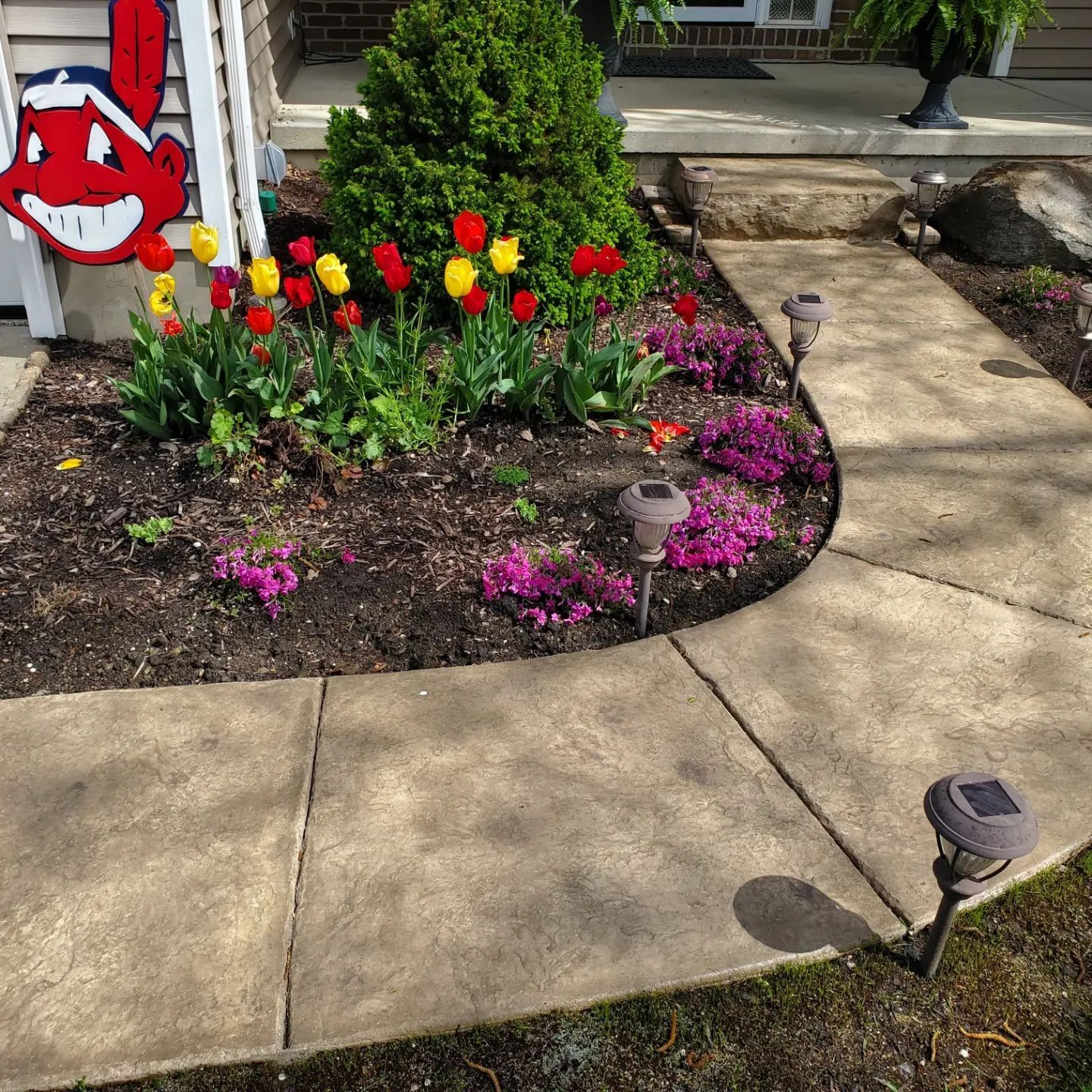 A garden bed with red and yellow tulips and purple ground cover plants next to a curved concrete walkway.