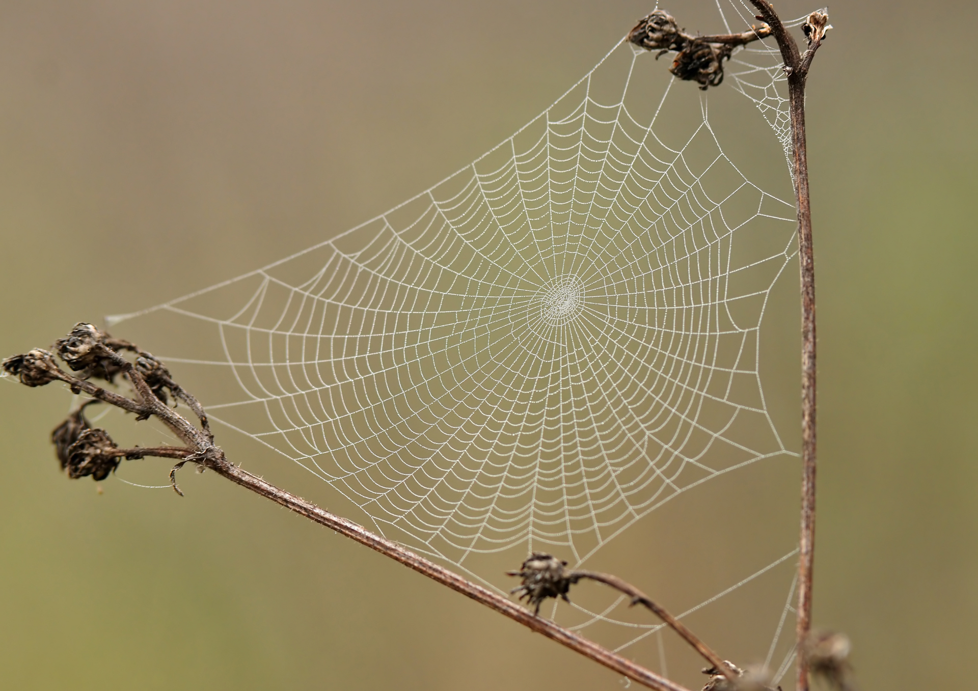 Spiderweb on a brown plant stem, with dewdrops and a blurred background.