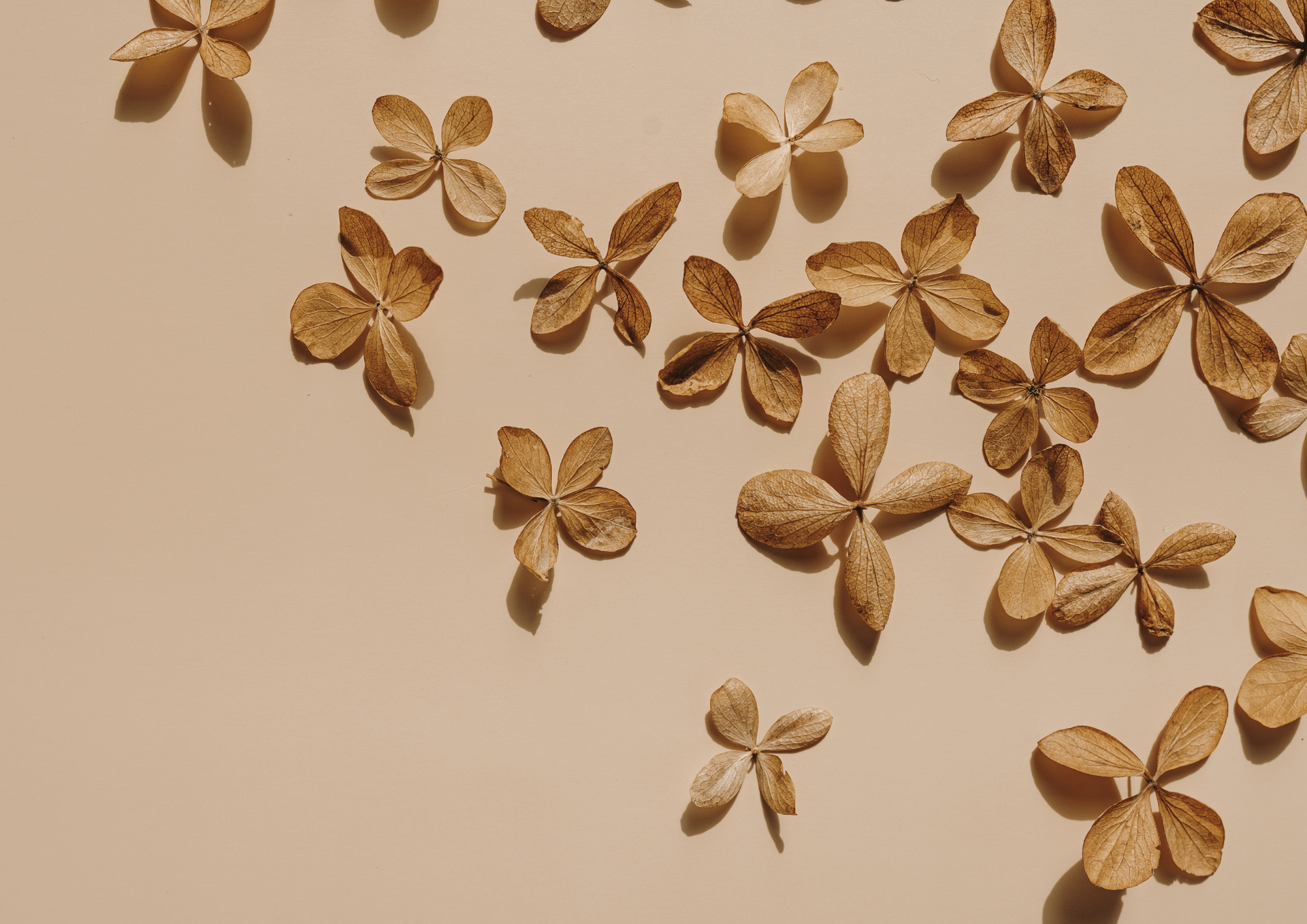 Dried, beige flower petals scattered across a light beige surface.