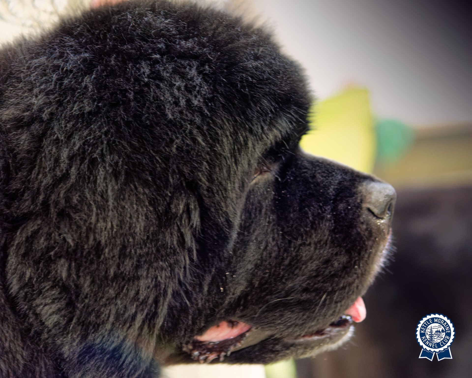 Kettle Moraine Kennel Club Membership Information