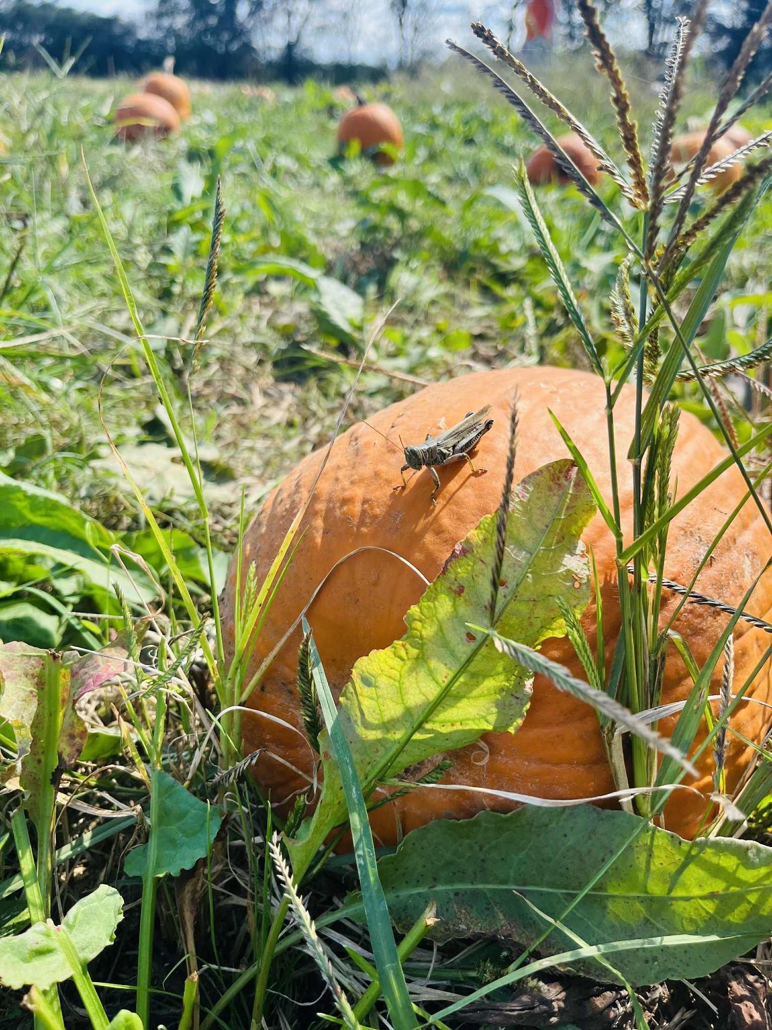 Visit The Best Pumpkin Patches Near Gatlinburg and Pigeon Forge