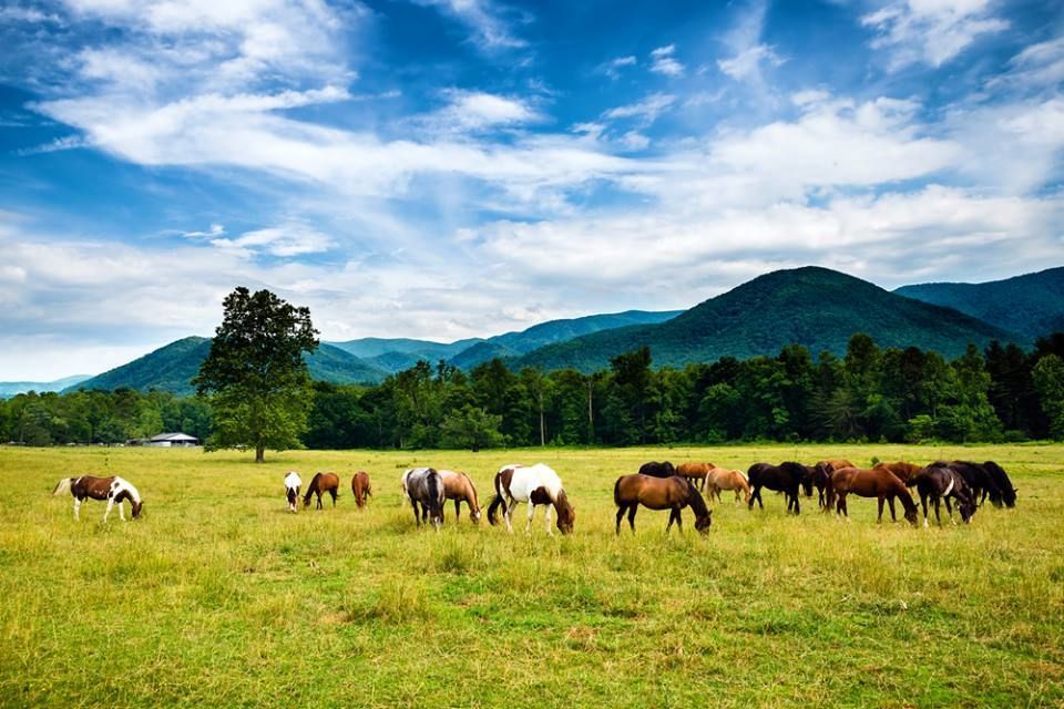The Best Combo Packages in The Smoky Mountains