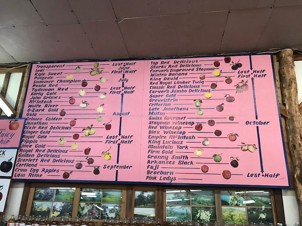 A pink harvest schedule board lists apple varieties and their peak picking months from July through October.