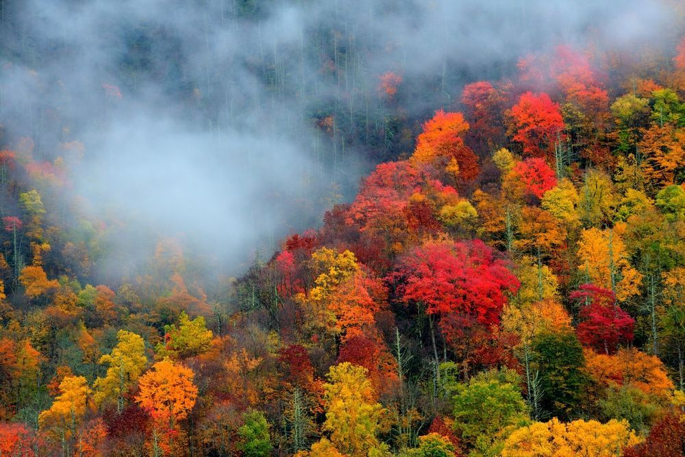 A high-angle view of a dense forest in autumn, featuring vibrant red, orange, and yellow foliage partially veiled by fog.