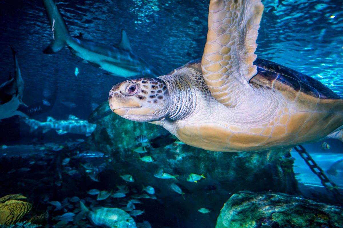 Sea turtle swimming underwater in blue ocean water, with fish and coral in the background