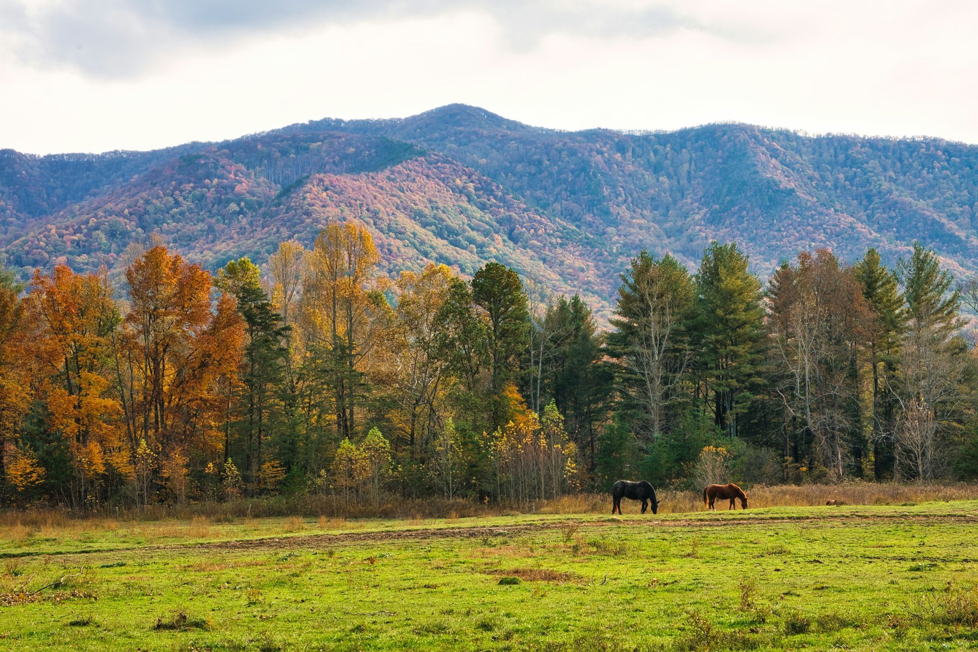 Autumn forest and mountains with two grazing horses in a green field