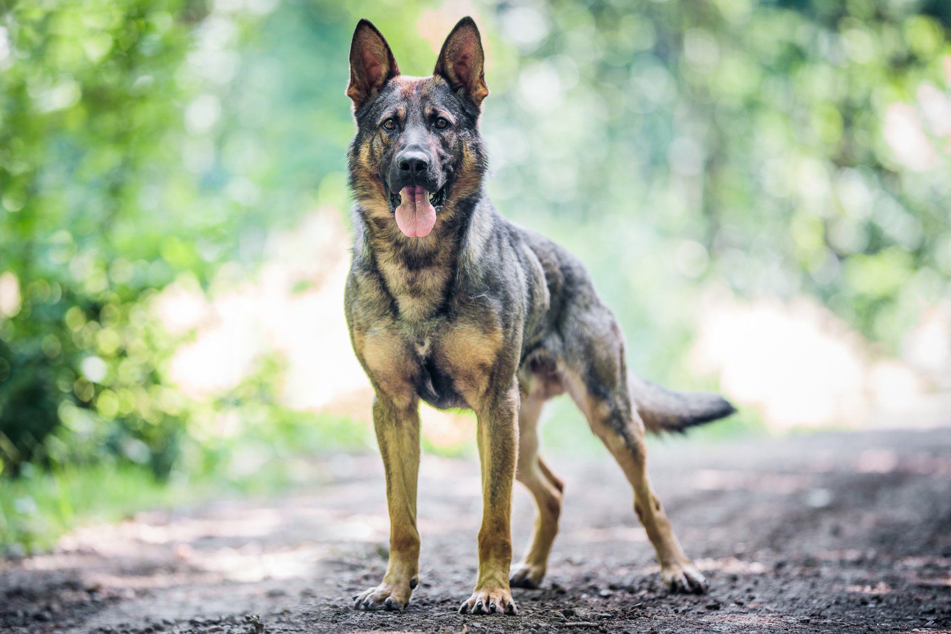 own a trained protectin dog