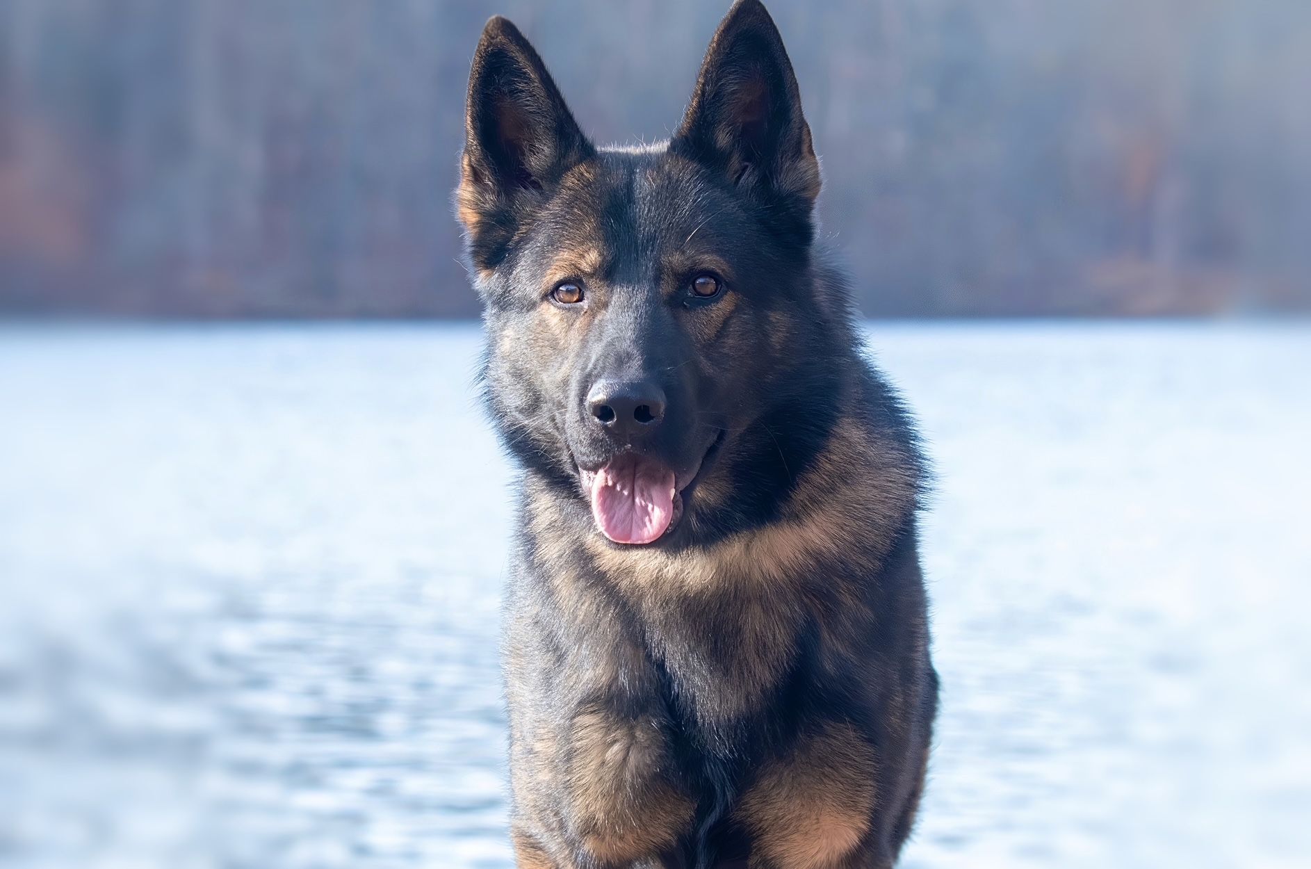 trained protection dog