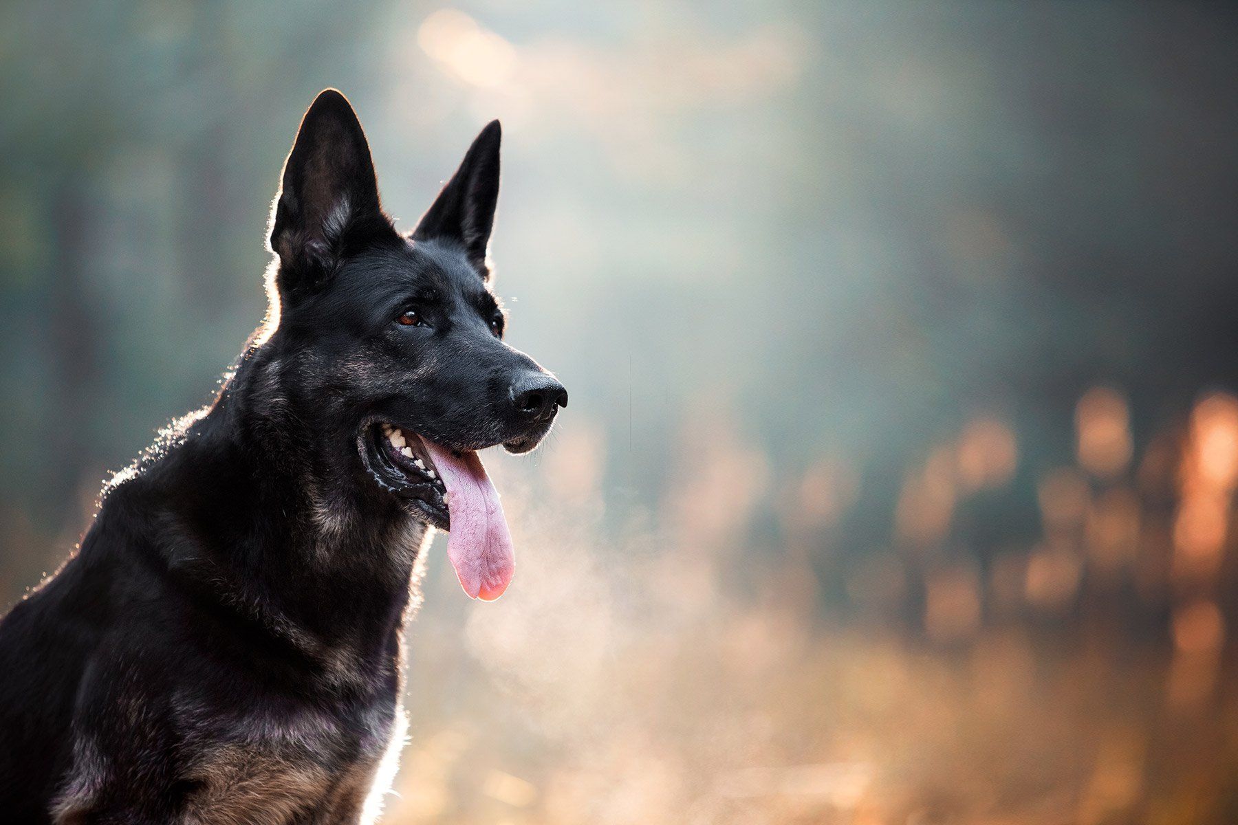 trained protection dogs for sale