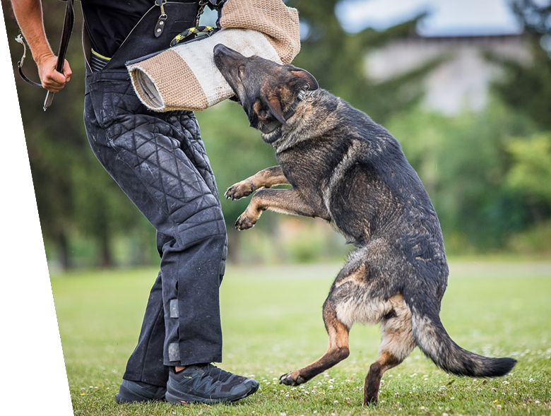 About TrainedProtectionDogs.com