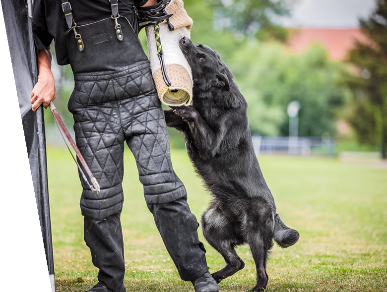 Protection Dog in Action
