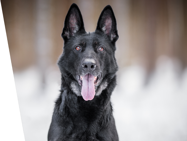 Photo of Protection Dog