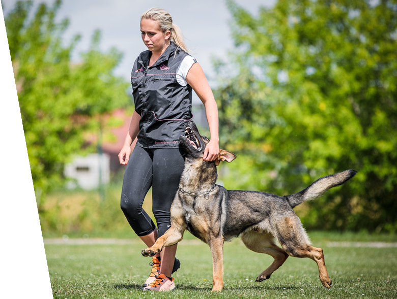 Dog Training 