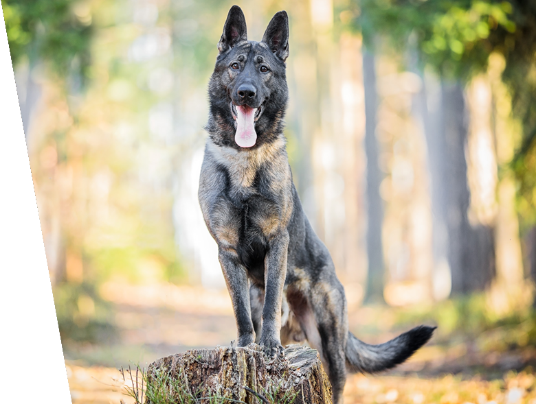 Partially Trained Protection Dog