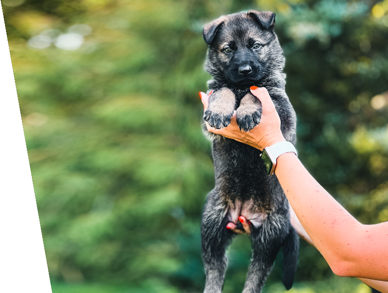 European German Shepherd