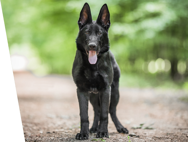 European German Shepherd Dog