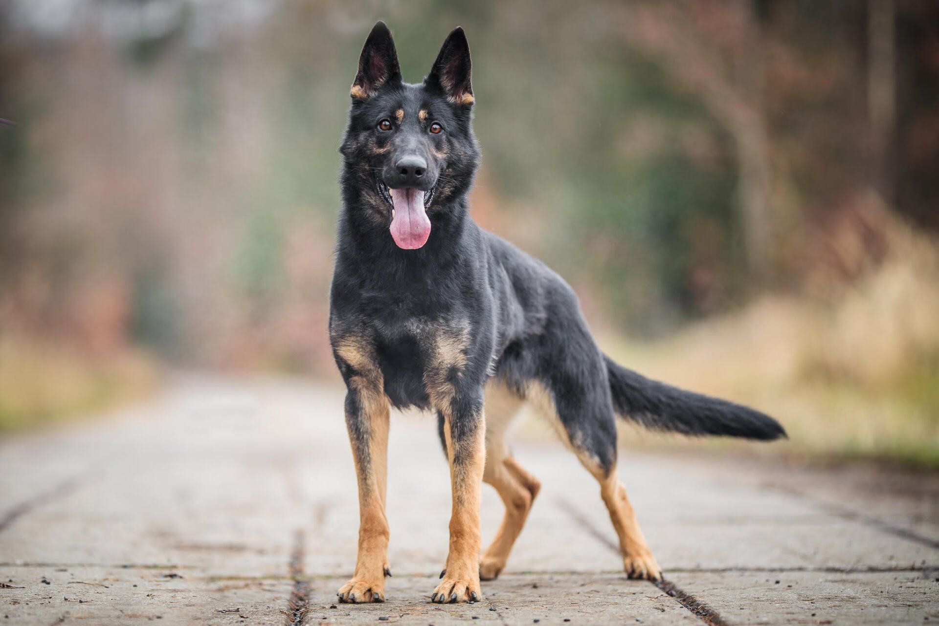 fully trained protection dogs
