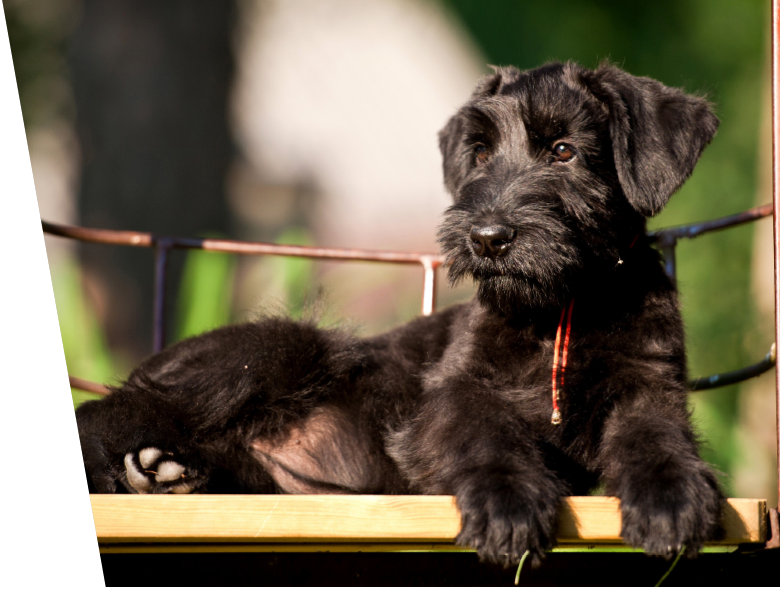 Imported European Giant Schnauzer Puppies