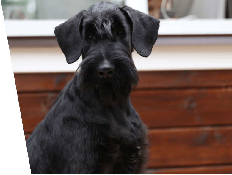Imported European Giant Schnauzer Puppies