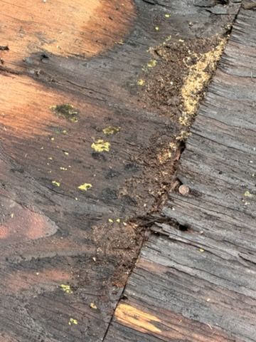 Close-up of weathered wooden boards with a cracked seam and yellowish debris.